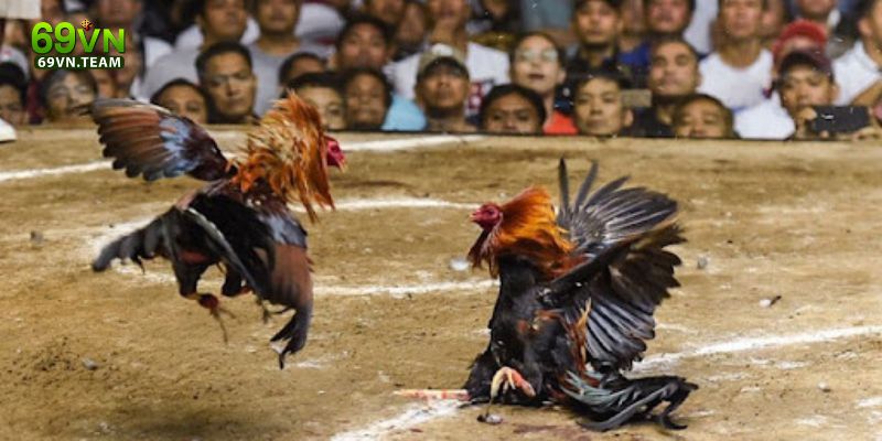 Tìm hiểu chung về đá gà 69VN 